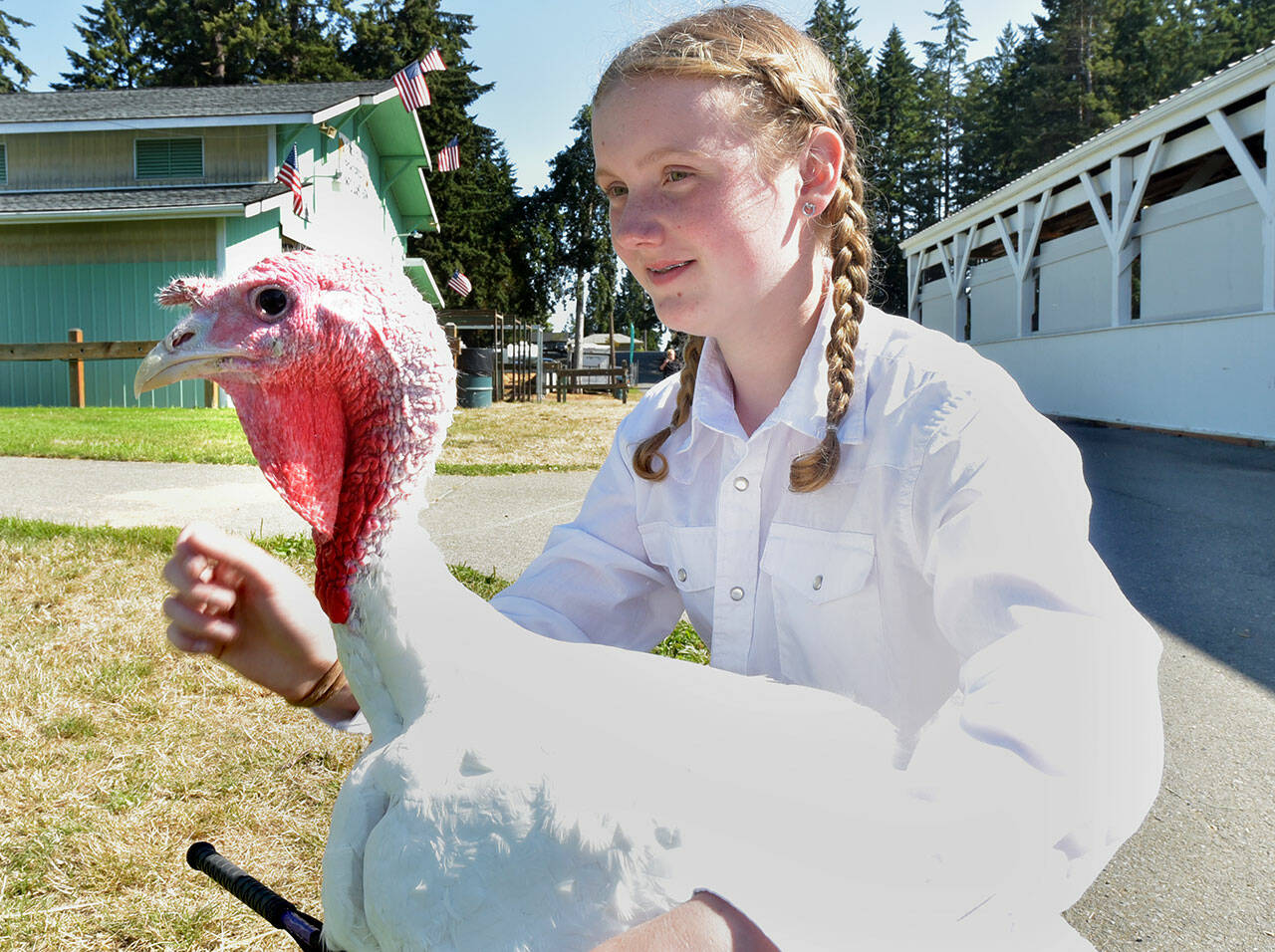 Kenzi Winters, 14, of Port Angeles, a member of the Lambchops 4H Club, along with her broad-breasted white turkey, Earl, wait for their chance in the show ring on Wednesday at the Clallam County Fairgrounds in Port Angeles. The fair officially opens today and runs through Sunday at the fairgrounds. (Keith Thorpe/Peninsula Daily News)