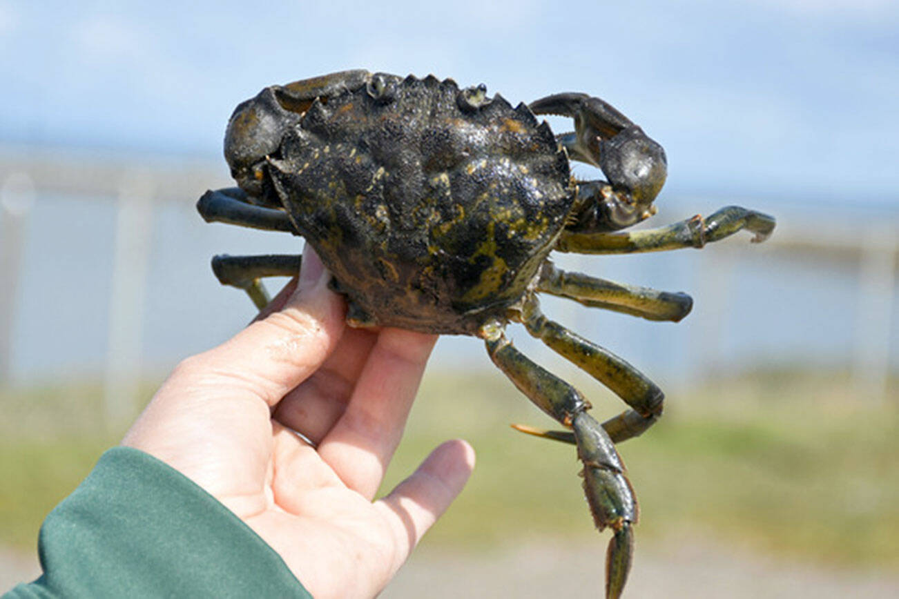 Invasive European green crabs have been discovered in the Quileute River estuary for the first time. (Washington Department of Fish and Wildlife)