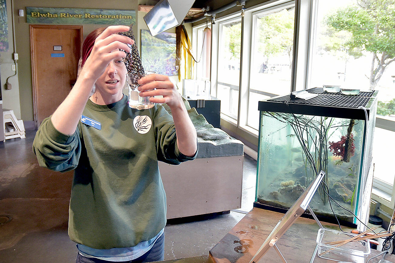 Disa Wilson, guest services specialist at Feiro Marine Life Center at Port Angeles City Pier, rinses anthropods from a filtering screen that will become food for other fish in the center’s public displays. The center offers visitors a chance to see and touch numerous forms of marine life, along with other interactive displays. (Keith Thorpe/Peninsula Daily News)