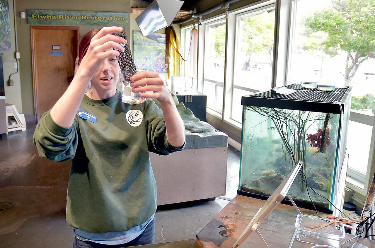 Disa Wilson, guest services specialist at Feiro Marine Life Center at Port Angeles City Pier, rinses anthropods from a filtering screen that will become food for other fish in the center’s public displays. The center offers visitors a chance to see and touch numerous forms of marine life, along with other interactive displays. (Keith Thorpe/Peninsula Daily News)