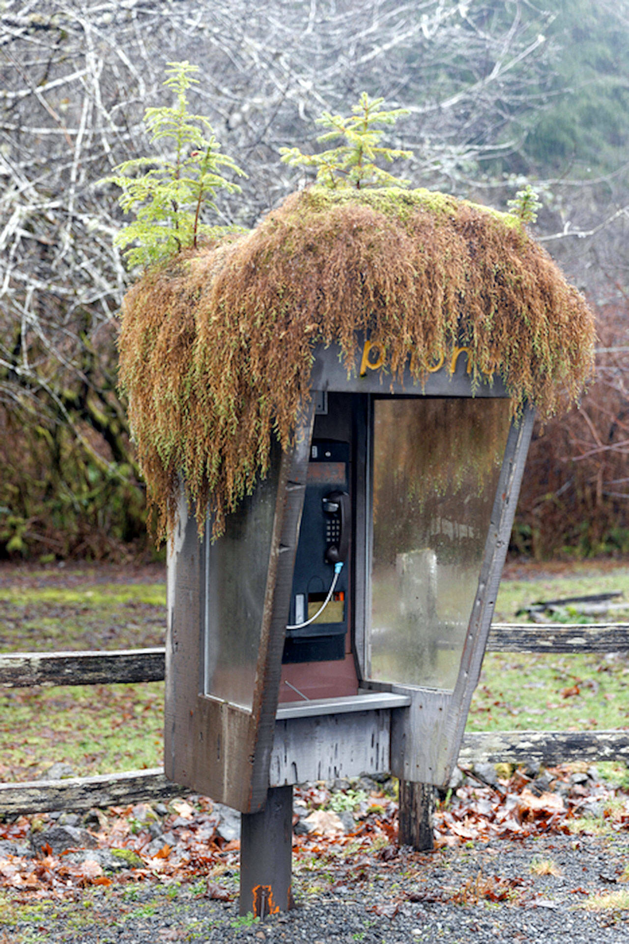 “Direct Line to Nature” by Joshua Phelps is one of the Merit Award winners in the Northwest Expressions exhibit at Jeanette Best Gallery in Port Townsend. Exhibit jurors Richard and Jesse Watson will give a free gallery talk Thursday. (Joshua Phelps)