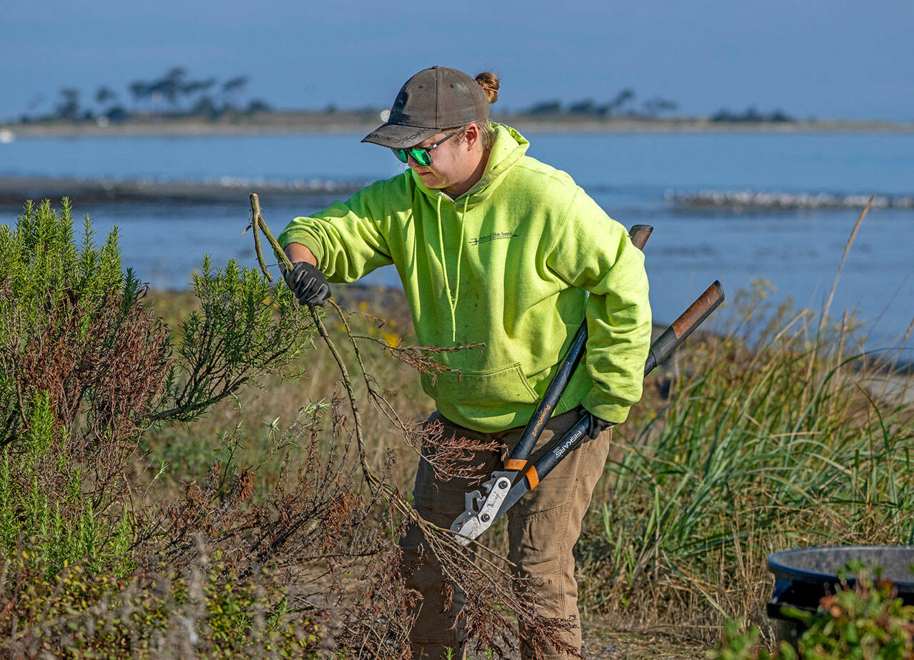 Port of Port Townsend employee Eva Ellis trims brush and weeds out of the rain gardens Wednesday morning at Point Hudson in advance of the annual Port Townsend Wooden Boat Festival Sept. 6-8 at Point Hudson Marina. (Steve Mullensky/for Peninsula Daily News)