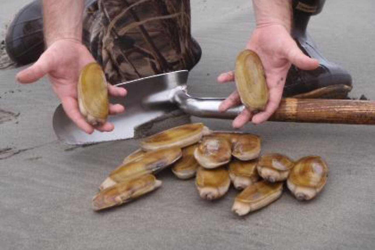 State Department of Fish and Wildlife
Razor Clams