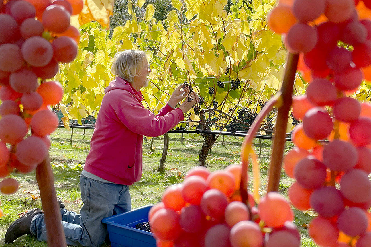 Sailor Vineyards owner Kit Africa works in a vineyard. (Jefferson County Farm Tour)