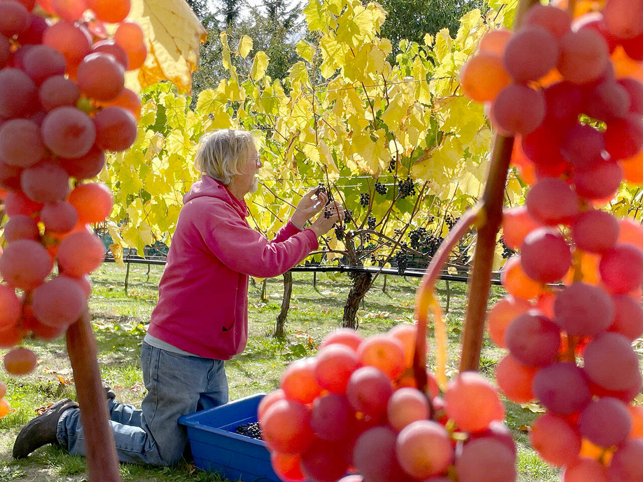 Sailor Vineyards owner Kit Africa works in a vineyard. (Jefferson County Farm Tour)