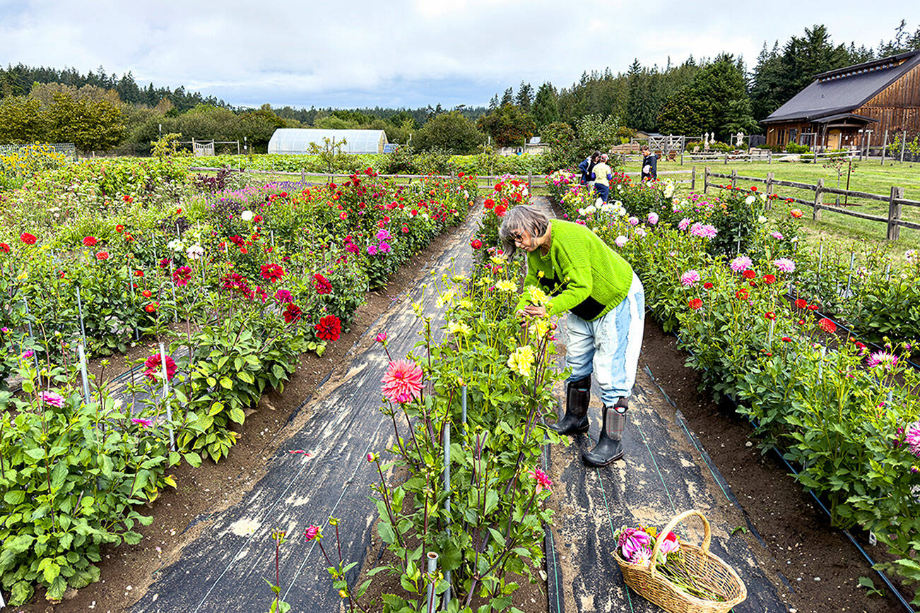 Tracey Appleton of Port Townsend cuts flowers at Wilderbee Farm on Saturday while on the 22nd annual Jefferson County Farm Tour. (Steve Mullensky/for Peninsula Daily News)