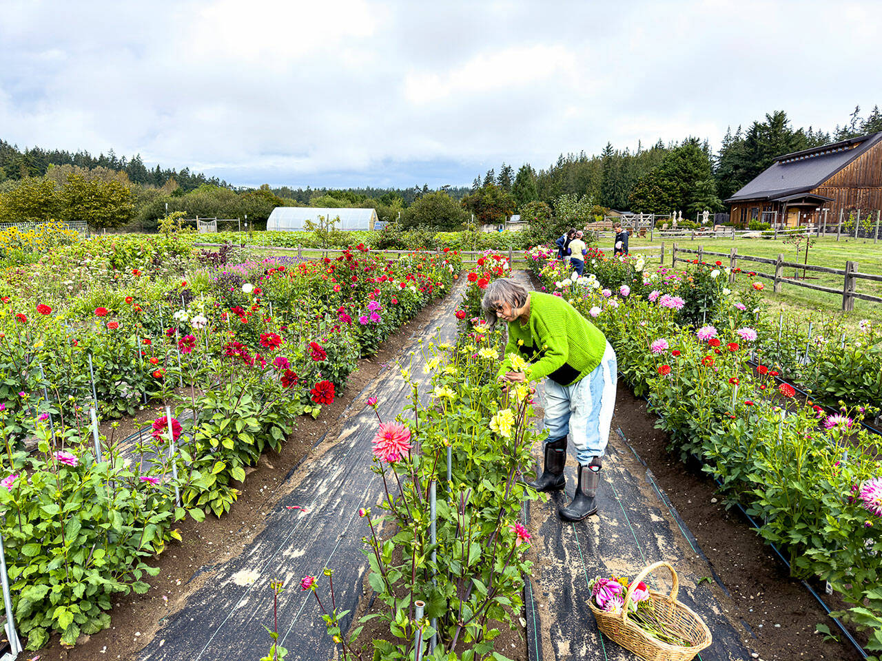 Tracey Appleton of Port Townsend cuts flowers at Wilderbee Farm on Saturday while on the 22nd annual Jefferson County Farm Tour. (Steve Mullensky/for Peninsula Daily News)