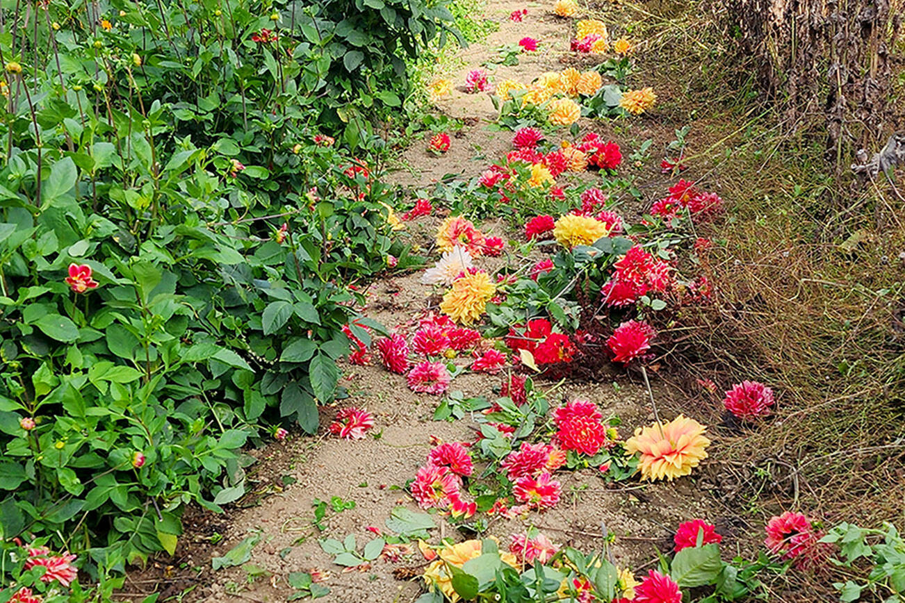 Andrew May/For Peninsula Daily News  
Deadheading your dahlias is critical, especially as we move into autumn.  I perform this task on the dahlias I tend at least once every five days.