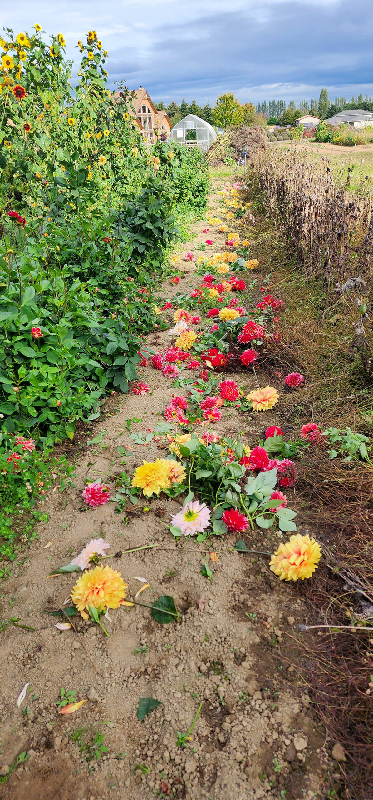 Deadheading your dahlias is critical, especially as we move into autumn. I perform this task on the dahlias I tend at least once every five days. (Andrew May/For Peninsula Daily News)