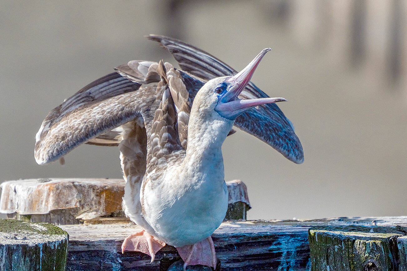 A red-footed booby has been roosting on a daily basis on a piling at the Marine Science Center aquarium at Fort Worden State Park in Port Townsend. (Steve Mullensky/for Peninsula Daily News)