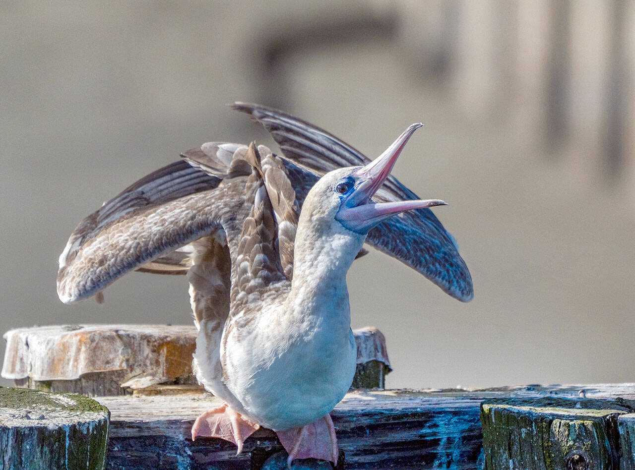 A red-footed booby has been roosting on a daily basis on a piling at the Marine Science Center aquarium at Fort Worden State Park in Port Townsend. (Steve Mullensky/for Peninsula Daily News)