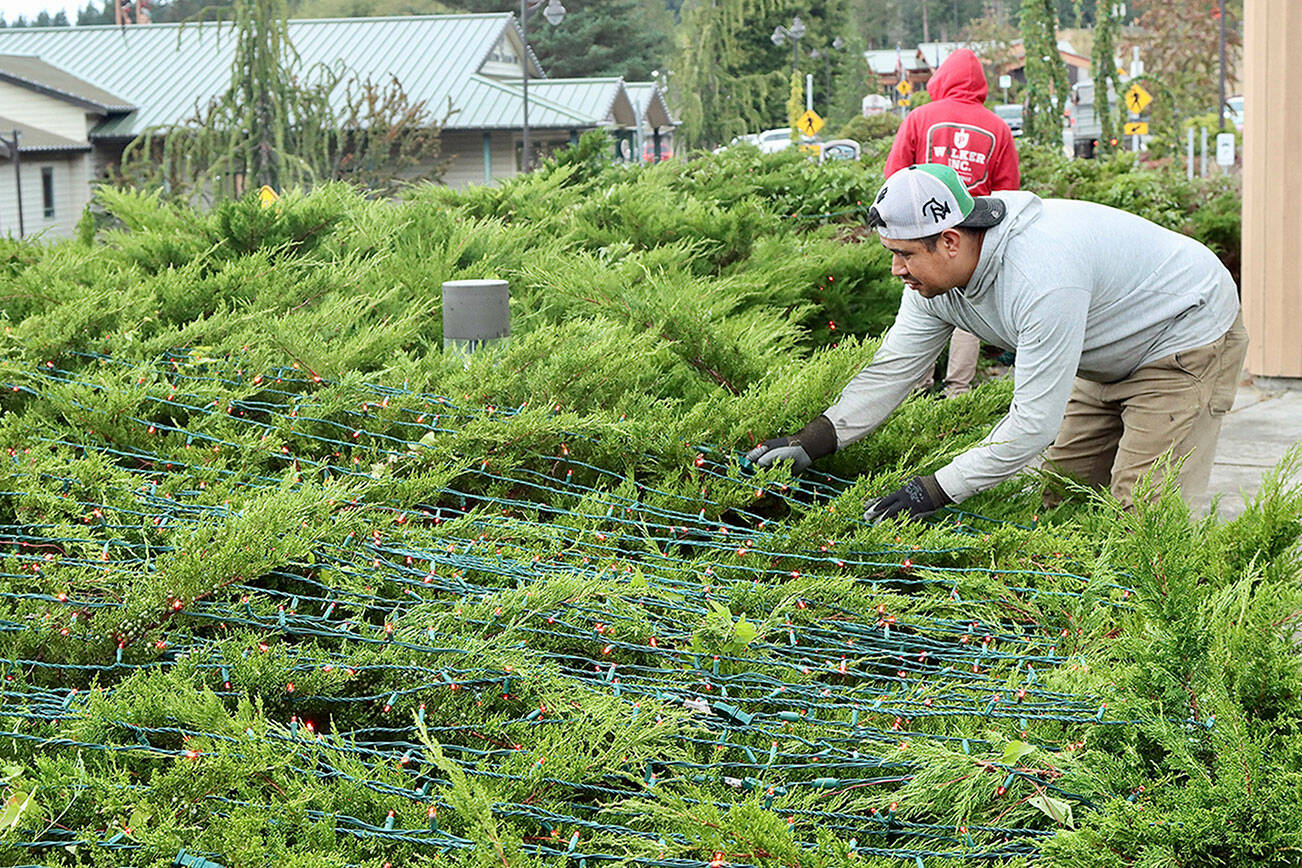 Juan Reyes of Patrick Walker, Inc. gets a head start on installing the holiday lights that will delight those driving along U.S. Highway 101 through the Blyn area this season. The crew from Patrick Walker, Inc. of Port Orchard, a landscape contractor, installs the lights on trees and bushes at the Jamestown Blyn Campus, Longhouse Market, 7 Cedars Casino and hotel, Jamestown Medical Center and The Cedars at Dungeness Golf Course. The task will take more than a month to complete. (Dave Logan/for Peninsula Daily News)