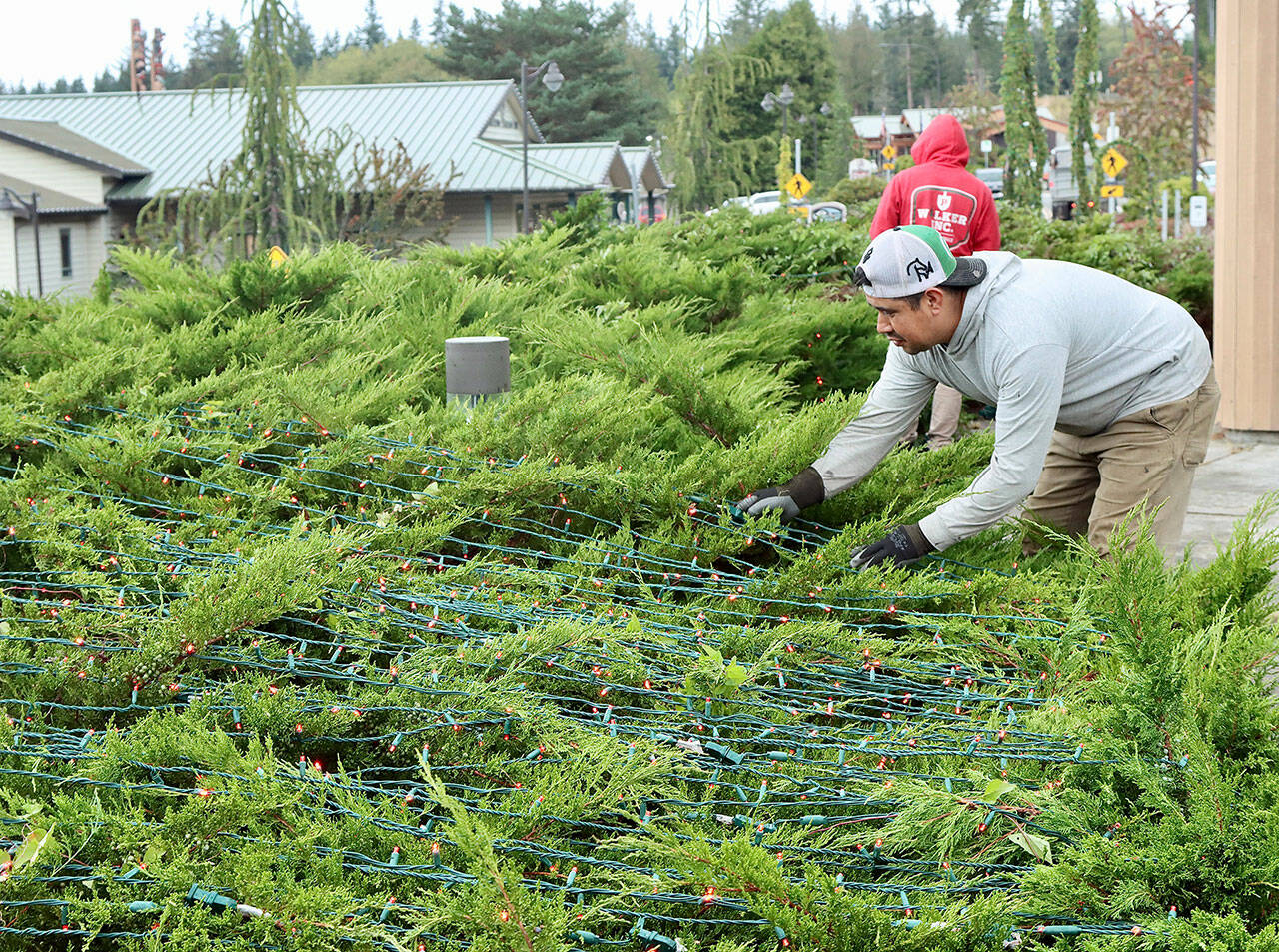 Juan Reyes of Patrick Walker, Inc. gets a head start on installing the holiday lights that will delight those driving along U.S. Highway 101 through the Blyn area this season. The crew from Patrick Walker, Inc. of Port Orchard, a landscape contractor, installs the lights on trees and bushes at the Jamestown Blyn Campus, Longhouse Market, 7 Cedars Casino and hotel, Jamestown Medical Center and The Cedars at Dungeness Golf Course. The task will take more than a month to complete. (Dave Logan/for Peninsula Daily News)