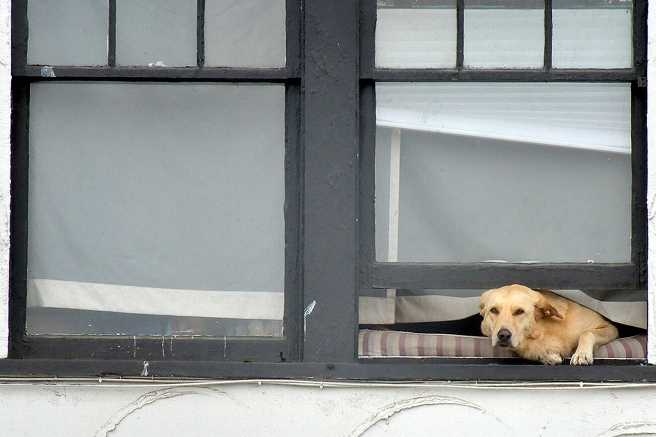 A Labrador retriever pokes its head out the second-floor window of an apartment building in downtown Port Angeles on Thursday. The dog seemed content with watching people and traffic pass by on the street below. (Keith Thorpe/Peninsula Daily News)