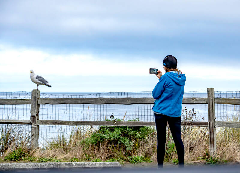 Cathy Collins of Renton takes a cell phone portrait of a coy looking Glaucous-winged gull at the parking lot overlooking the Strait of Juan de Fuca near the lighthouse at Fort Worden State Park on Tuesday morning. (Steve Mullensky/for Peninsula Daily News)