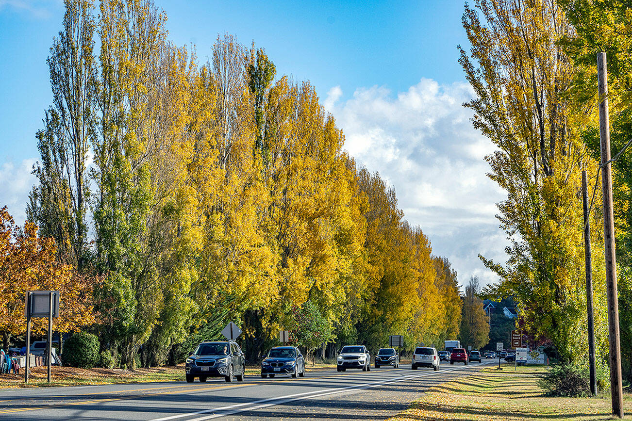 The section of state Highway 20 leading into downtown Port Townsend is aglow with autumn color from the early morning sunshine reflecting off the poplar trees that line the roadway. (Steve Mullensky/for Peninsula Daily News)