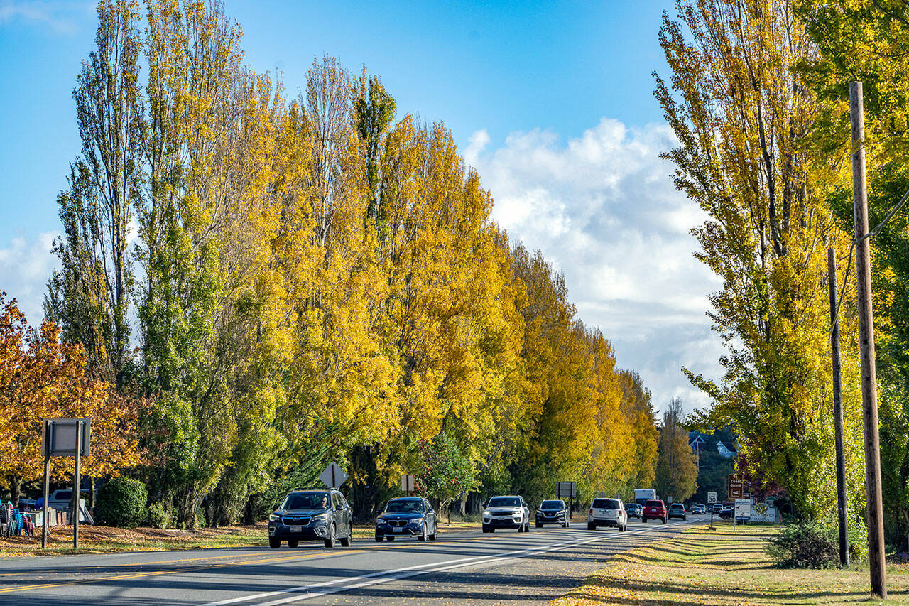 The section of state Highway 20 leading into downtown Port Townsend is aglow with autumn color from the early morning sunshine reflecting off the poplar trees that line the roadway. (Steve Mullensky/for Peninsula Daily News)