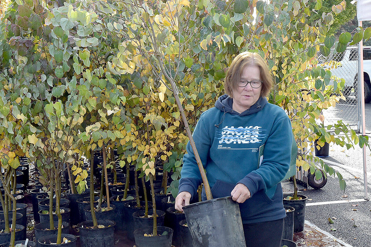 Pat Boyd of Port Angeles picks out a tree during Saturday’s tree giveaway in the Port Angeles City Hall parking lot. The event, part of the City Shade Tree program, offered a selection of scarlet oaks/American red oaks, Garry oaks/Oregon white oaks and Katsura trees to be planted along city rights-of-way. The city handed out about 140 trees last year, the first year of the program. (Keith Thorpe/Peninsula Daily News)