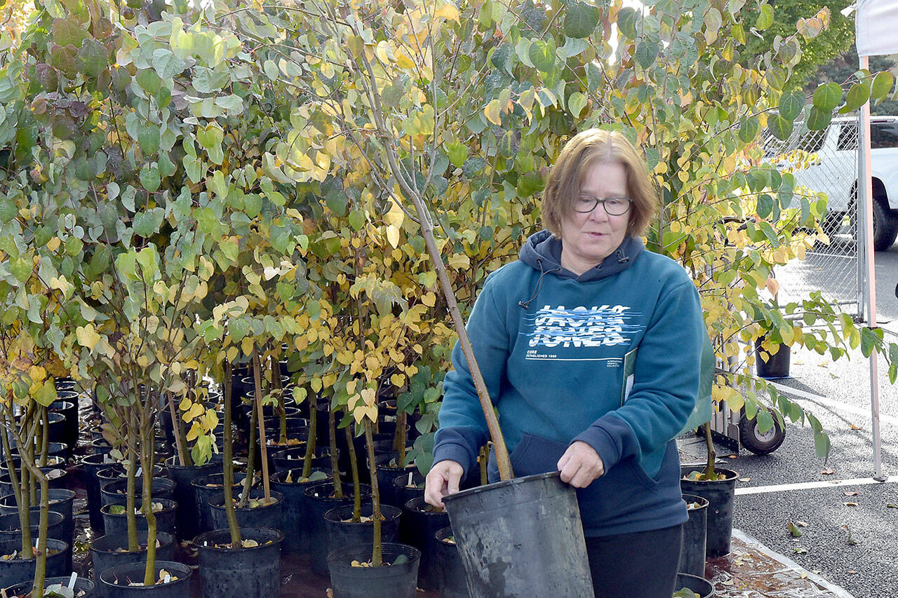 Pat Boyd of Port Angeles picks out a tree during Saturday’s tree giveaway in the Port Angeles City Hall parking lot. The event, part of the City Shade Tree program, offered a selection of scarlet oaks/American red oaks, Garry oaks/Oregon white oaks and Katsura trees to be planted along city rights-of-way. The city handed out about 140 trees last year, the first year of the program. (Keith Thorpe/Peninsula Daily News)