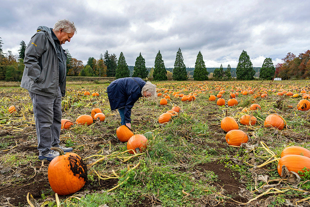 Craig Warden and wife Morgana of Port Townsend spend Saturday afternoon looking for the perfect pumpkin for holiday cooking and decorating at the Dharma Ridge Farm off Center Road in Chimacum Valley. The patch will be open at least one more weekend. (Steve Mullensky/for Peninsula Daily News)