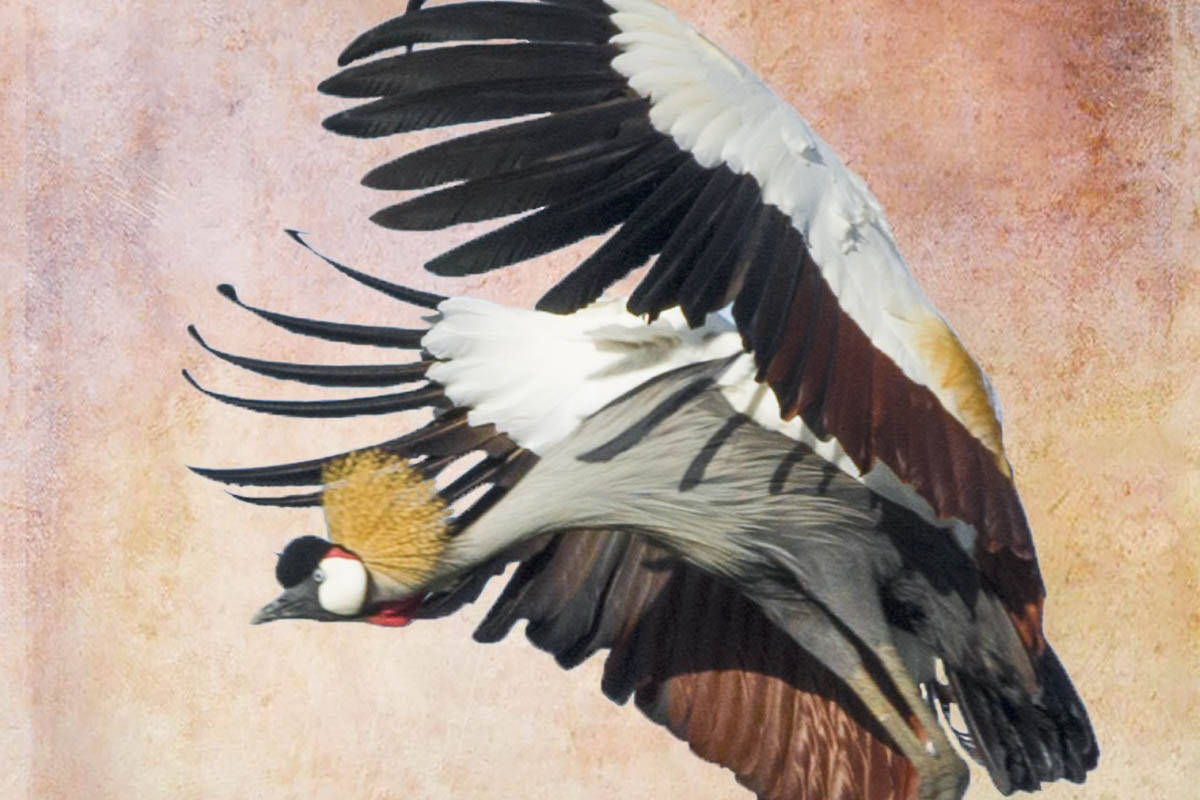 Carol Marshall - "Crowned Crane"