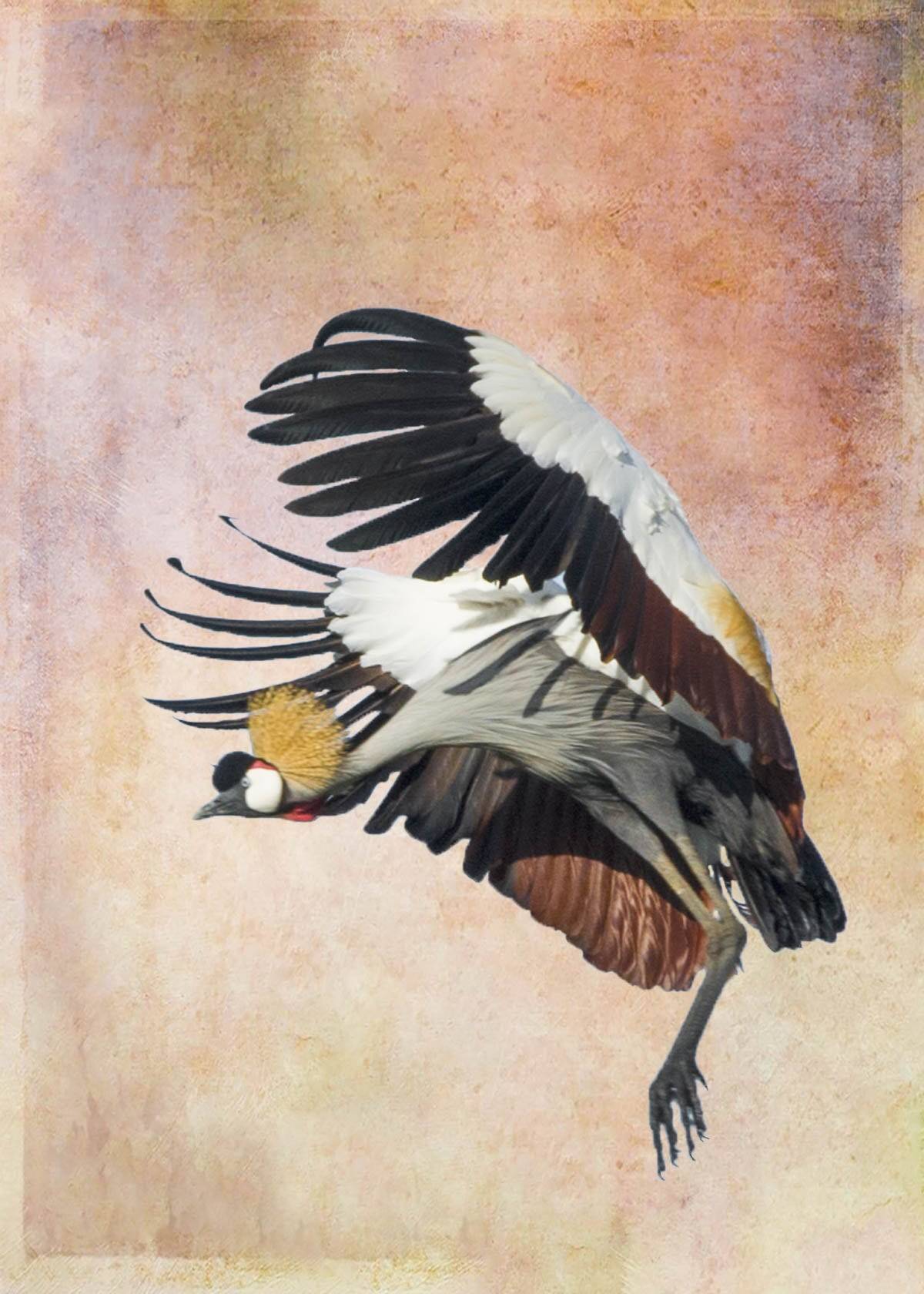 “Crowned Crane” by Carol Marshall.