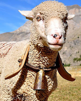 A bellwether is traditionally the leading sheep of a flock, which has a bell to lead the others.