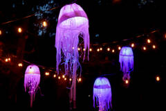 The light art piece, “Jellyfish” by Nicole Johnson, was part of the 2023 Light Art Experience in Webster’s Woods. (Matt Sagen/Cascadia Films)