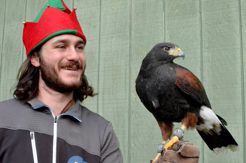 Joseph Molotsky holds Jet, a Harris’s hawk. Jet, 14 or 15, has been at Discovery Bay Wild Bird Rescue for about seven years. Jet used to hunt with a falconer and was brought to the rescue after sustaining injuries while attempting to escape an attack from a gray horned owl in Eastern Washington. (Elijah Sussman/Peninsula Daily News)