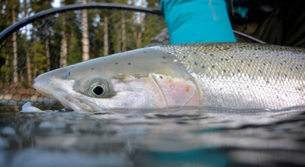 A wild steelhead held in the water on a coastal Washington river. Photo by Chase Gunnell/WDFW