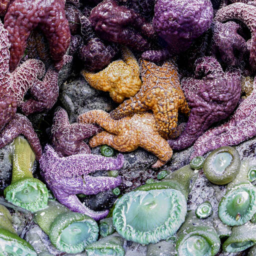 “Colors of the Sea II” by Chimacum photographer Jeff Sweet is among the small works at Northwind Art’s Jeanette Best Gallery. The Port Townsend venue will take part in Saturday evening’s Art Walk. (Jeff Sweet)