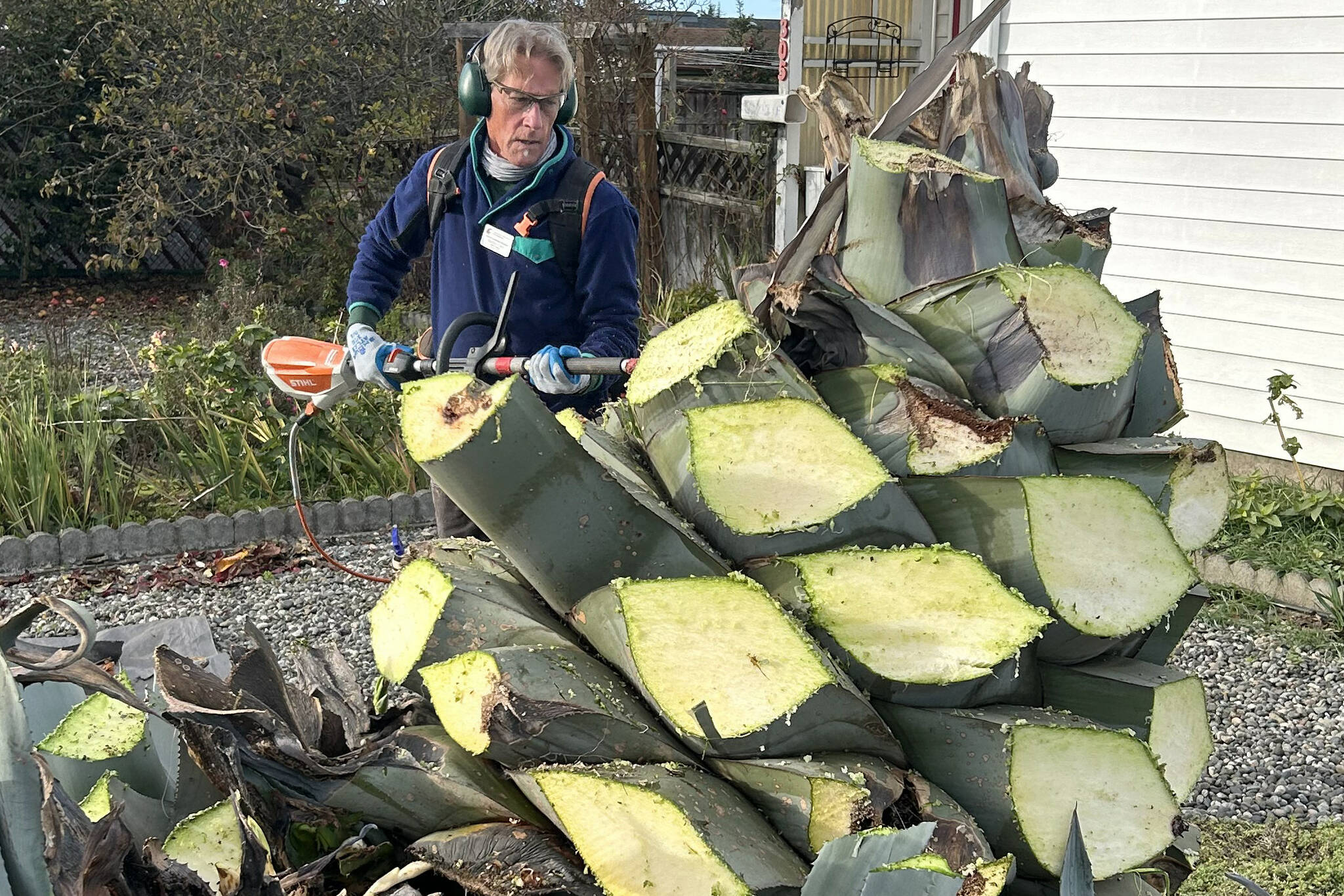 Clallam County Master Gardener Gordon Clark cuts leaves off Isobel Johnston’s agave plant that she had been growing for 28-plus years. She specifically requested Master Gardeners help her remove the plant while keeping at least one for years to come. (Matthew Nash/Olympic Peninsula News Group)