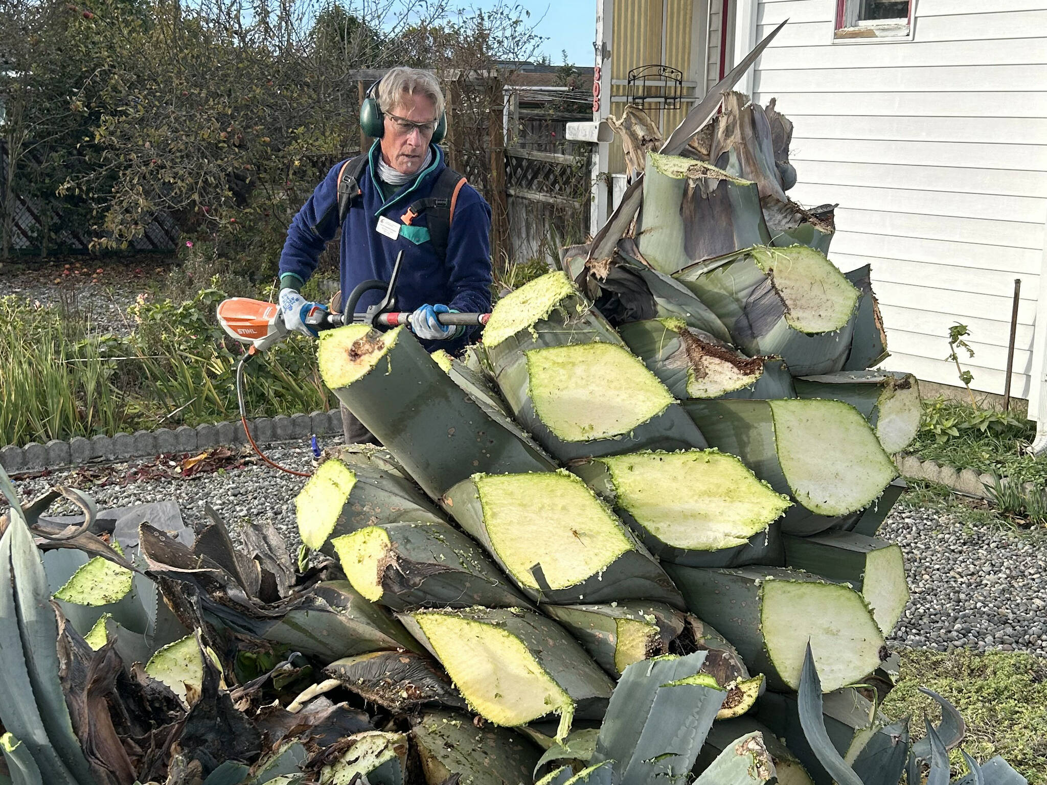 Clallam County Master Gardener Gordon Clark cuts leaves off Isobel Johnston’s agave plant that she had been growing for 28-plus years. She specifically requested Master Gardeners help her remove the plant while keeping at least one for years to come. (Matthew Nash/Olympic Peninsula News Group)