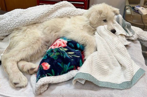 A puppy named Captain Kirk is getting ready for adoption by Welfare for Animals Guild after it was rescued near Kirk Road. An unsecured makeshift kennel fell out of a truck on U.S. Highway 101 last month and was struck by another vehicle. (Welfare for Animals Guild)