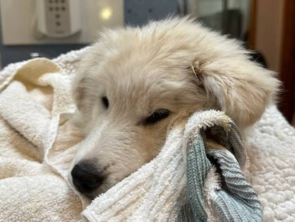 A puppy named Captain Kirk is getting ready for adoption by Welfare for Animals Guild after it was rescued near Kirk Road. An unsecured makeshift kennel fell out of a truck on U.S. Highway 101 last month and was struck by another vehicle. (Welfare for Animals Guild)