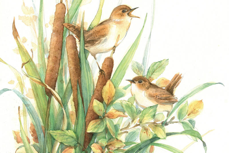 “Marsh Wrens” by Julie Paton.