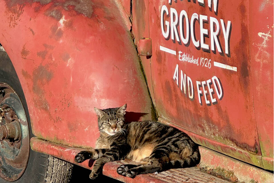 Massey-Ferguson, nicknamed “Fergie,” prepares for the upcoming Agnew Grocery and Feed Tractor Parade with an afternoon nap. The parade is scheduled for Dec. 14, starting at the Agnew Grange on Barr Road at 4:30 p.m. and ending at Agnew Grocery on Old Olympic Highway by 6 p.m. Information on how to enter and a route map are available online at the Agnew Grocery and Feed Facebook page. (Kip Tulin)