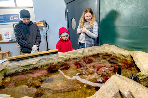 Oliver Pochert, left, and daughter Leina, 9, listen as Americorp volunteer and docent Hillary Sanders talks about the urchins, crabs and sea stars living in the touch tank in front of her at the Port Townsend Marine Science Center. Pochert, who lives in Sequim, drove to Port Townsend on Sunday to visit the aquarium because the aquarium is closing its location this month after 42 years of operation. (Steve Mullensky/for Peninsula Daily News)