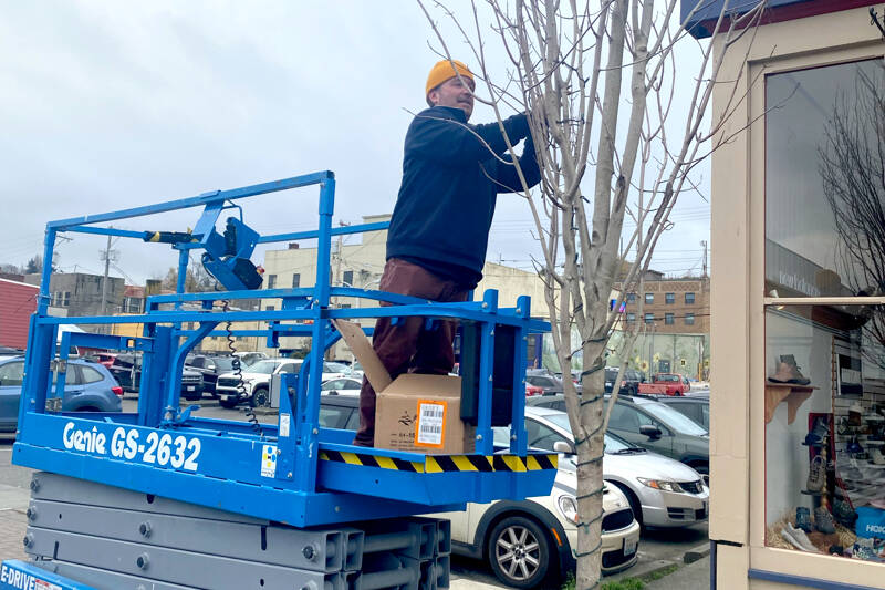 Sam Grello, the executive director of the Port Angeles Waterfront District, strings lights on a tree in downtown Port Angeles on Thursday. The district procured professional-grade lights to last several years and will work to brighten the downtown area for the holiday season. (Kelley Lane/Peninsula Daily News)