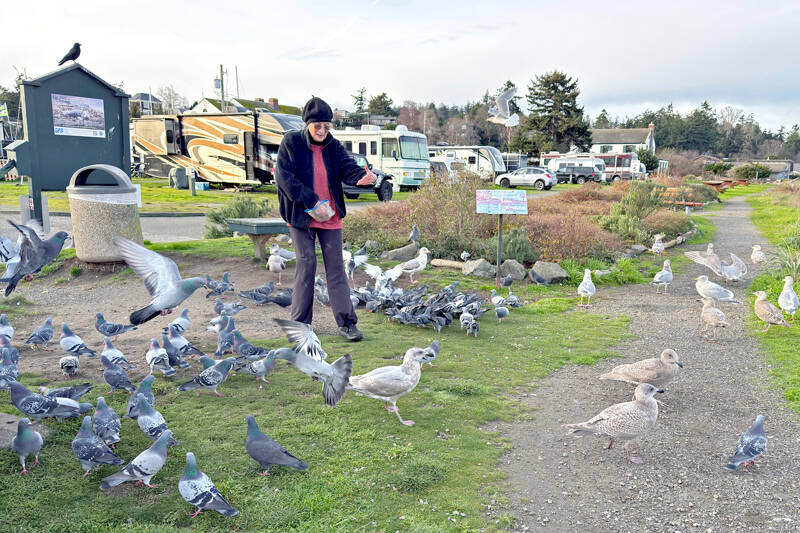 Iris McNerney of from Port Townsend is like a pied piper at the Port Hudson Marina. When she shows up with a bag of wild bird seed, pigeons land and coo at her feet. McNerney has been feeding the pigeons for about a year and they know her car when she parks. Gulls have a habit of showing up too whenever a free meal is available. (Steve Mullensky/for Peninsula Daily News)