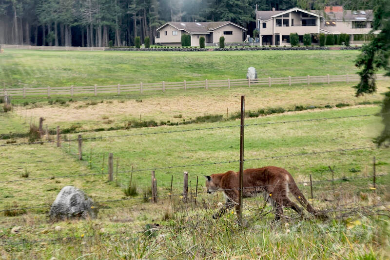 A now-deceased male cougar was confirmed by Panthera and Washington Department of Fish and Wildlife staff to have been infected with Avian influenza on the Olympic Peninsula. (Powell Jones/Panthera)