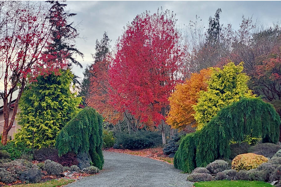 Andrew May/For Peninsula Daily News  
Fall color can add so much to your garden, as seen here on a garden designed and planted for 16 years. Always add some new fall color to your garden.