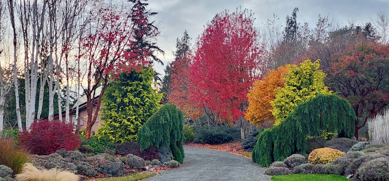 Fall color can add so much to your garden, as seen here on a garden designed and planted for 16 years. Always add some new fall color to your garden. (Andrew May/For Peninsula Daily News)