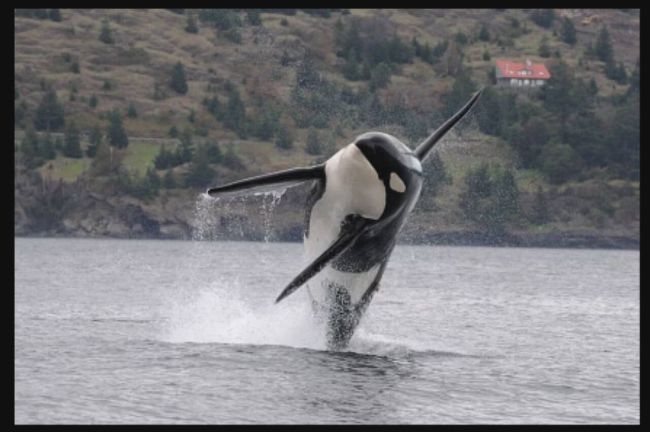 Beginning Jan. 1, boaters must stay at least 1,000 yards away from Southern Resident orcas. (National Oceanic and Atmospheric Administration)