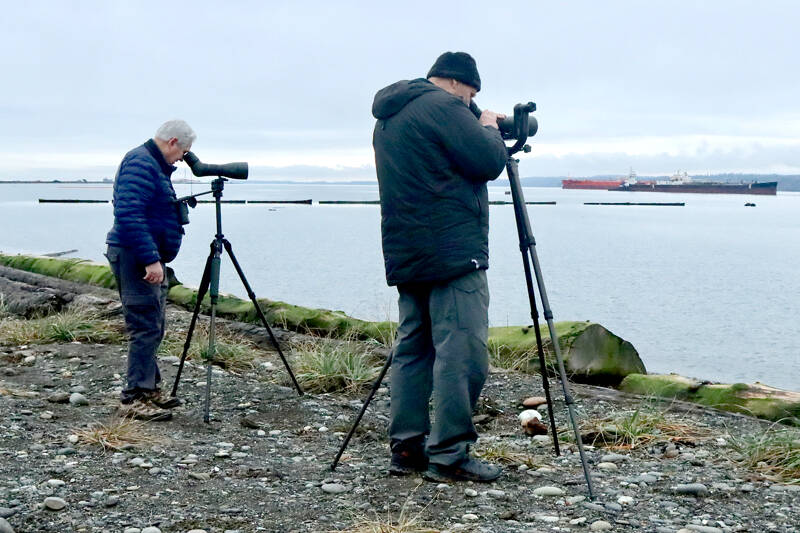 John Gatchet of Gardiner, left, and Mike Tabak of Vancouver, B.C., use their high-powered scopes to try to spot an Arctic loon. The recent Audubon Christmas Bird Count reported the sighting of the bird locally so these bird enthusiasts went to the base of Ediz Hook in search of the loon on Sunday afternoon. (Dave Logan/for Peninsula Daily News)