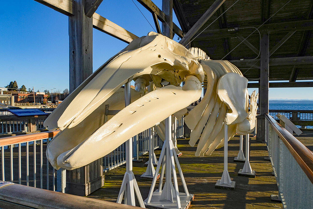 Sunlight reflects off the skull of Gunther, the California gray whale carcass on display on the pier in Port Townsend. (Steve Mullensky/for Peninsula Daily News)