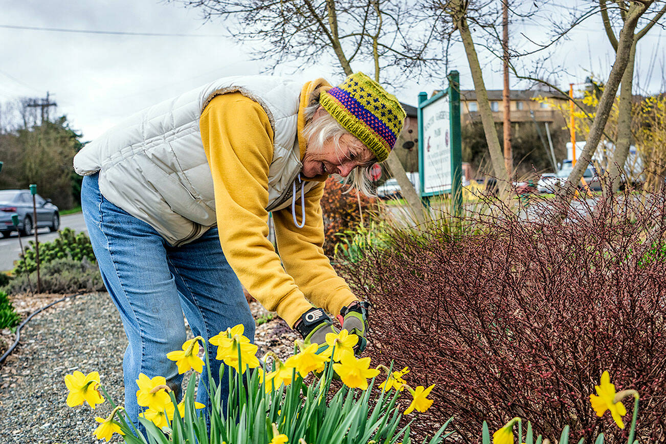 Master Gardener Honey Niemann of Port Townsend trims a barberry bush on Wednesday to keep it from infringing on the daffodils blooming at Master Gardener Park at the corner of 10th Street and Sims Way in Port Townsend. (Steve Mullensky/for Peninsula Daily News)